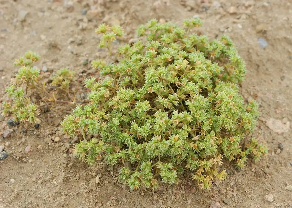 Фото Scleranthus annuus (Scleranthus annuuss)