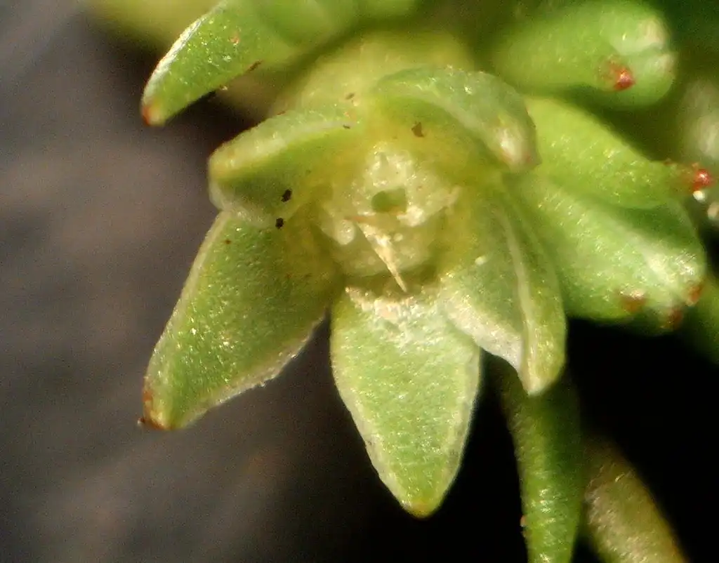 Фото Scleranthus annuus (Scleranthus annuuss)