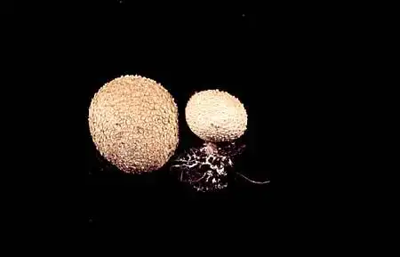 Photo of Scleroderma aurantium (Scleroderma aurantiums)