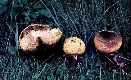 Photo of Scleroderma aurantium (Scleroderma aurantiums)