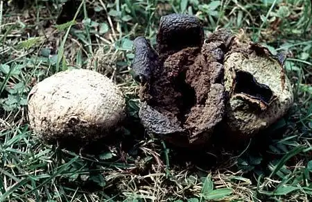 Фото Scleroderma geaster (Scleroderma geasters)