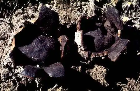 Фото Scleroderma geaster (Scleroderma geasters)