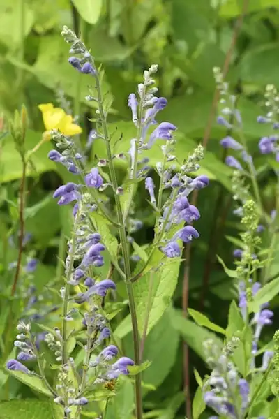 Photo of Scutellaria incana (Scutellaria incanas)