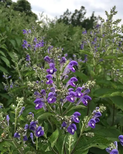 Photo of Scutellaria incana (Scutellaria incanas)