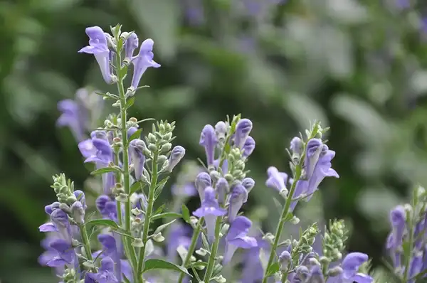 Photo of Scutellaria incana - :ProteinBiochemist