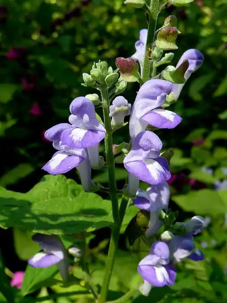 Photo of Scutellaria incana - :Eleanor