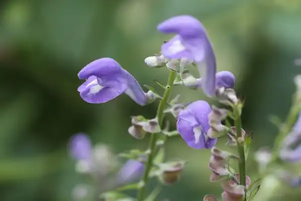 Photo of Scutellaria incana - :Dan Nydick