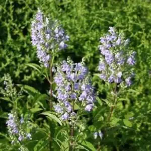 Photo of Scutellaria incana - Scutellaria incana growth habit:Debbie Roos