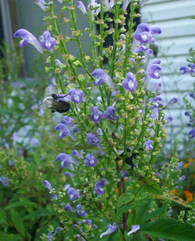 Photo of Scutellaria incana - bloom with bumblebee, summer, McDowell County, NC:Eva Munday