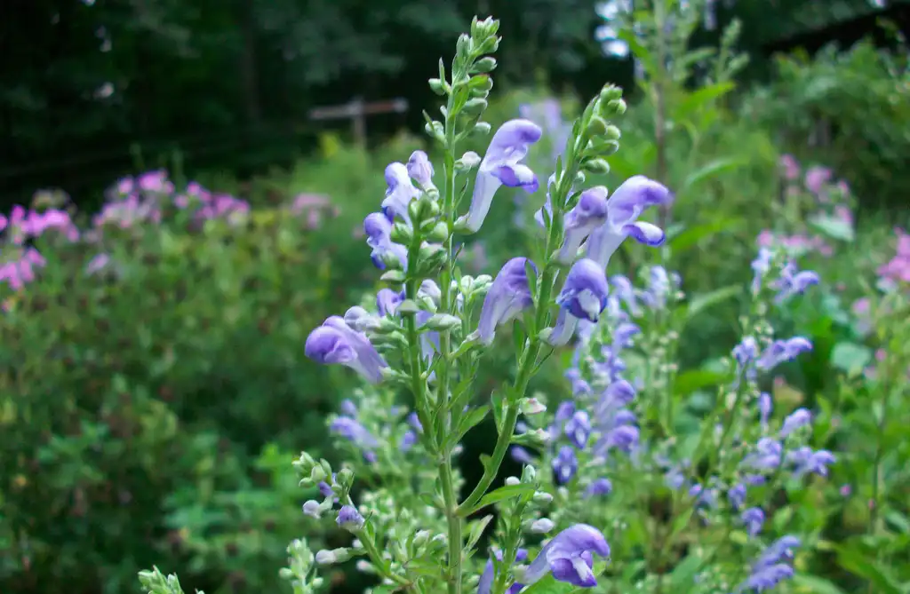 Photo of Scutellaria incana - bloom, summer, Iredell County, NC:Eva Munday