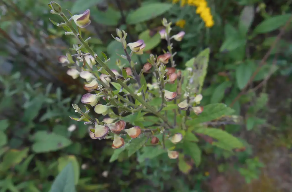 Photo of Scutellaria incana - seed pods, McDowell County, NC:Eva Munday