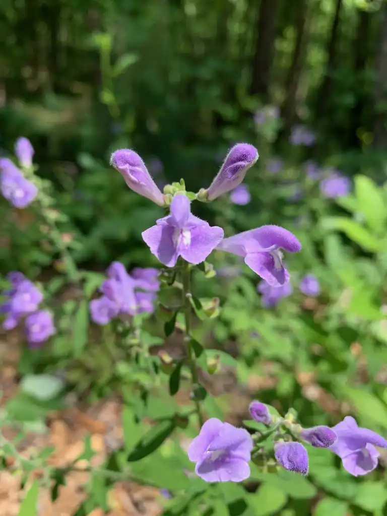 Photo of Scutellaria integrifolia (Scutellaria integrifolias)