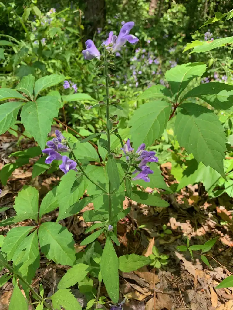 Photo of Scutellaria integrifolia (Scutellaria integrifolias)