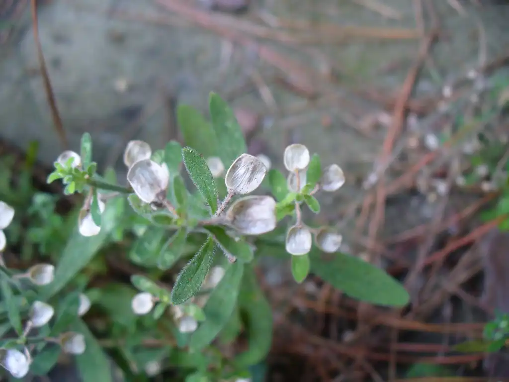 Photo of Scutellaria integrifolia - Seeds, flowers, and leaves in the summer in Moore County:Susan Strine