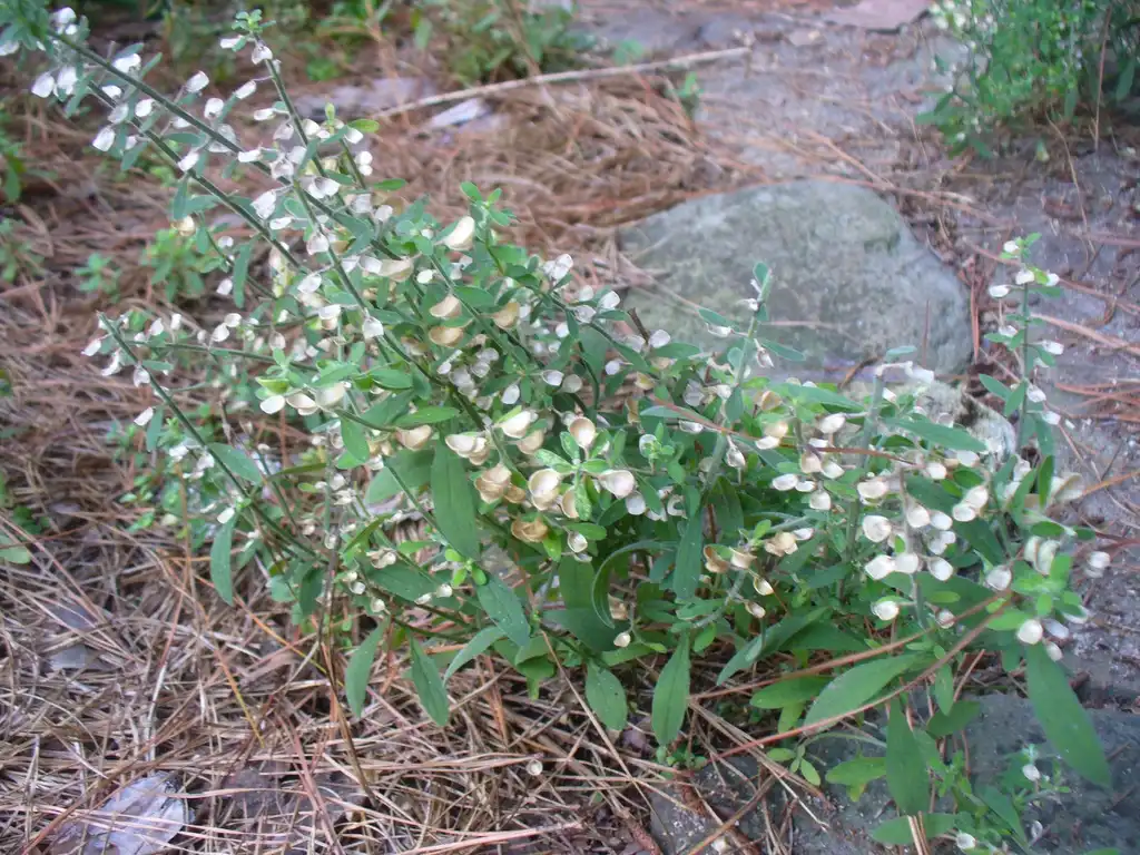 Photo of Scutellaria integrifolia - Seeds and form in summer in Moore County:Susan Strine