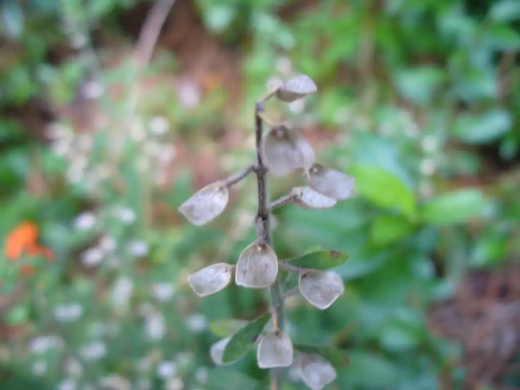 Photo of Scutellaria integrifolia - Seeds in summer in Moore County:Susan Strine