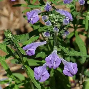 Photo of Scutellaria integrifolia - Leaf and bloom detail:Debbie Roos