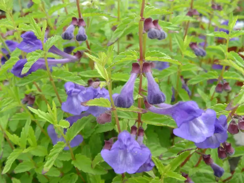 Photo of Scutellaria serrata (Scutellaria serratas)