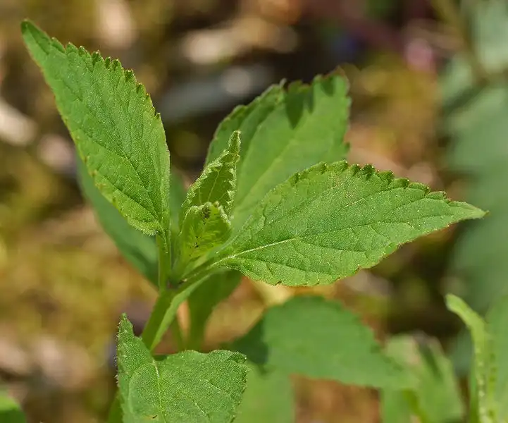 Photo of Scutellaria serrata (Scutellaria serratas)