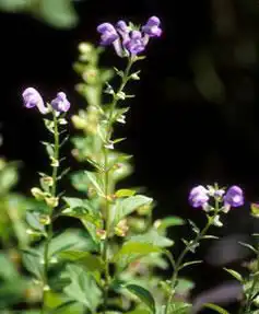 Foto de Scutellaria (Scutellarias)