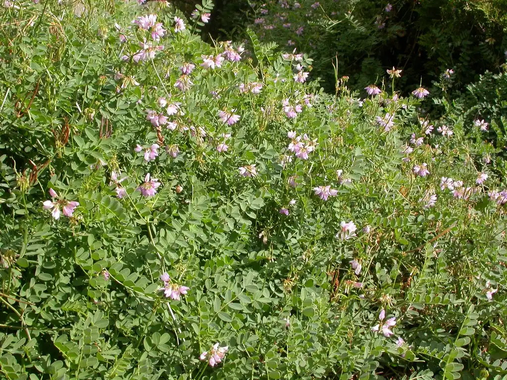 Фото Securigera varia (Securigera varias)