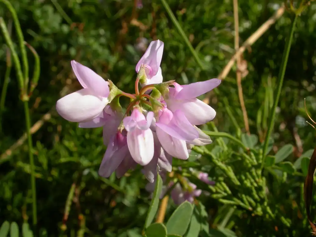 Фото Securigera varia (Securigera varias)