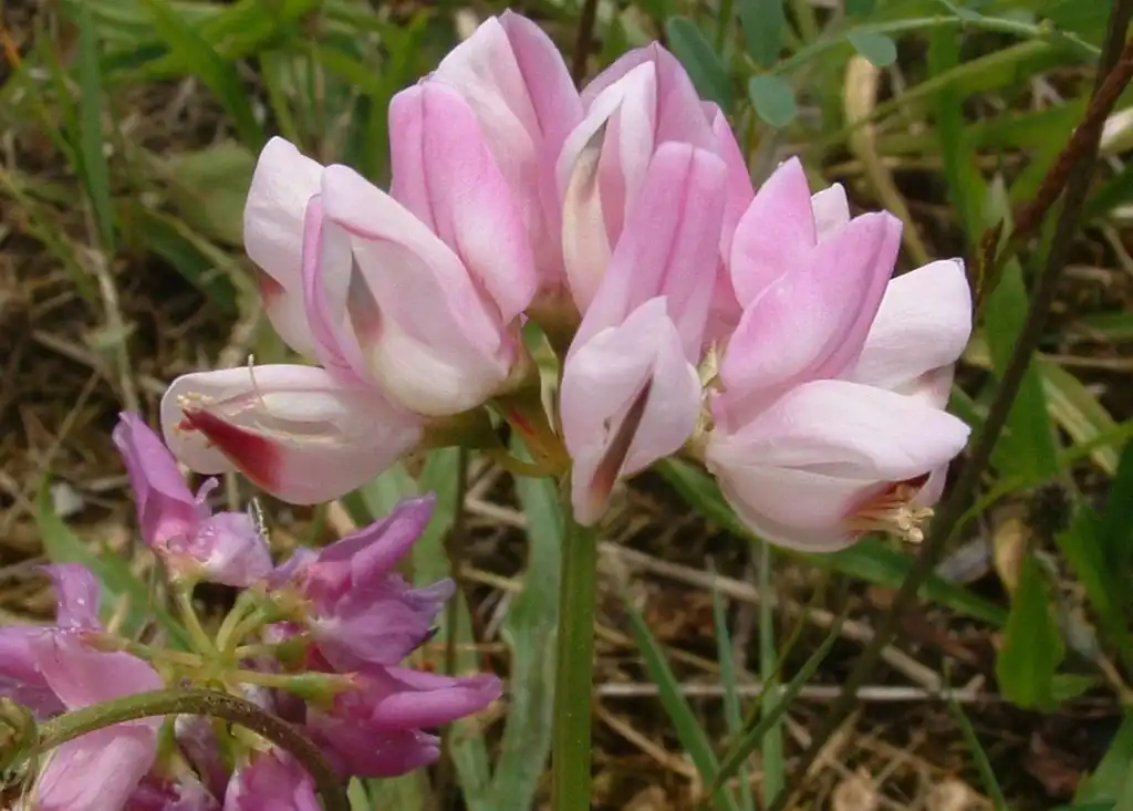 Фото Securigera varia - flowers:follavoine