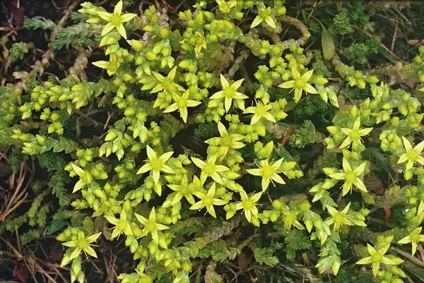 Photo of Sedum acre (Sedum acres)
