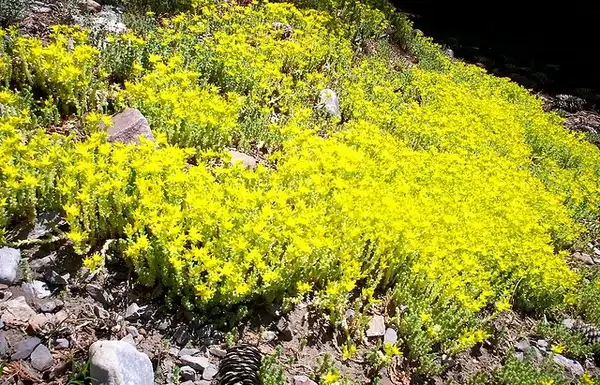 Photo of Sedum acre (Sedum acres)