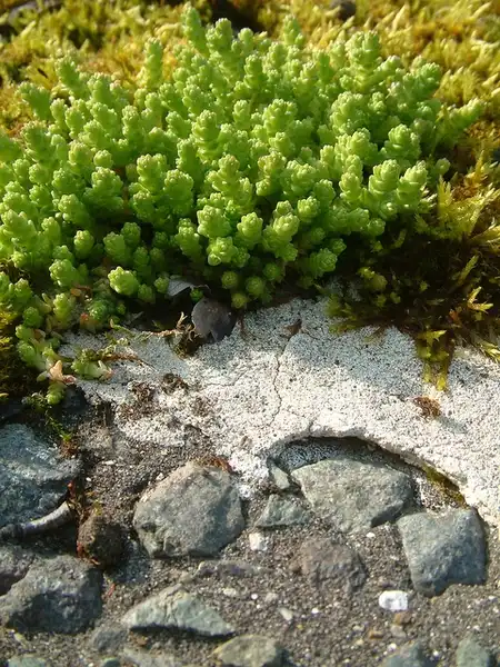 Photo of Sedum acre - Sedum acre clump without blooms:Natural England