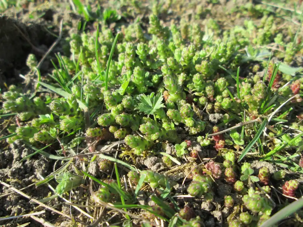 Photo of Sedum acre - Form:Andreas Rockstein