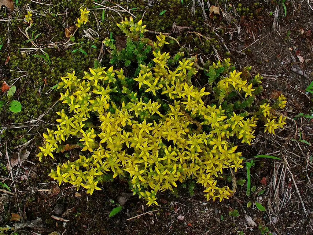 Photo of Sedum acre - Form:H. Zell