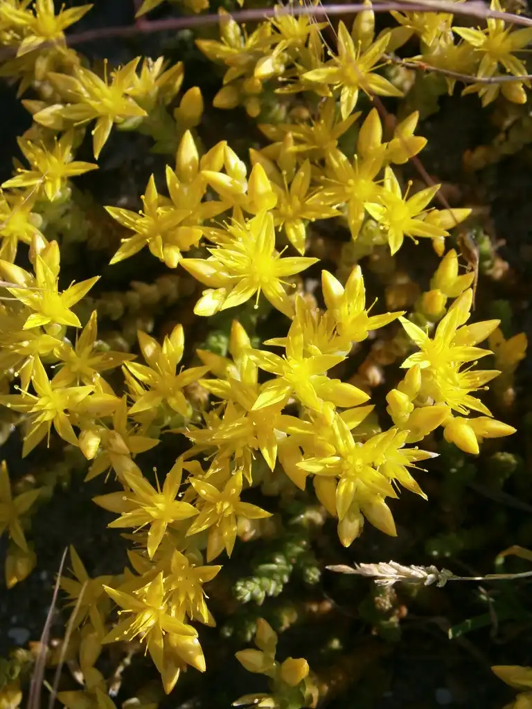 Photo of Sedum acre - Form:Meneerke bloem