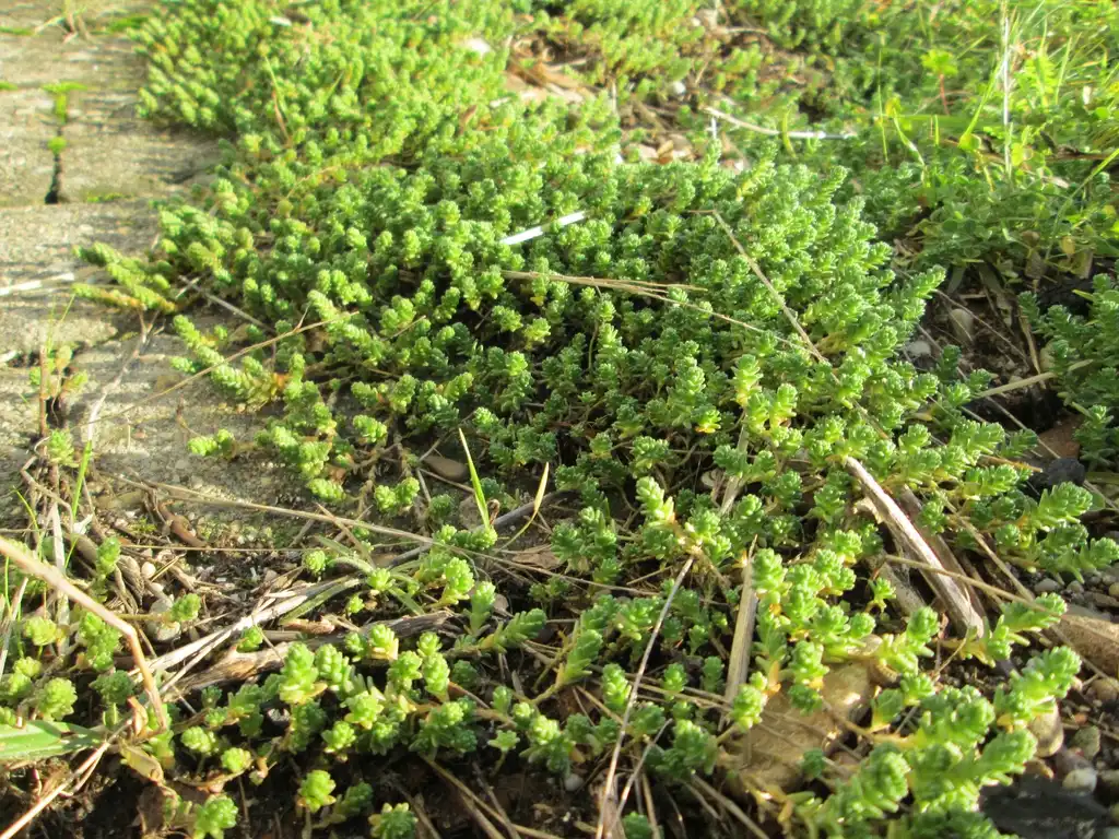 Photo of Sedum acre - Form:Andreas Rockstein