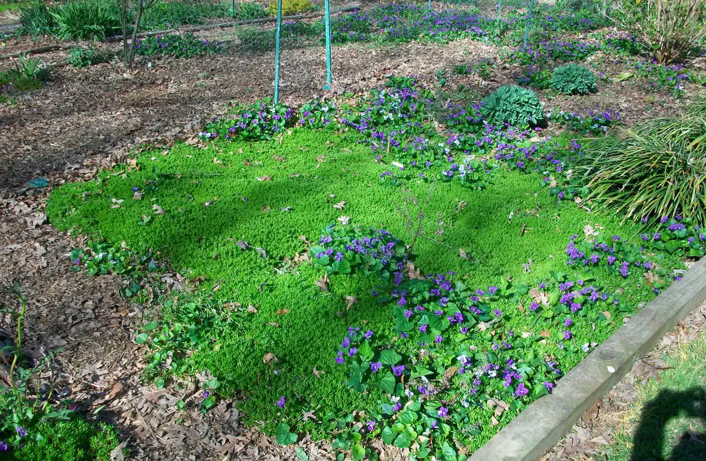 Photo of Sedum acre - Sedum carpet with Viola blooms, spring, Iredell County, NC:Eva Munday