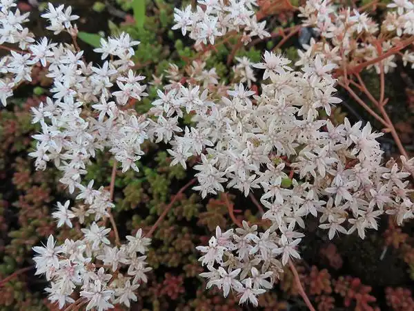 Фото Sedum album (Sedum albums)