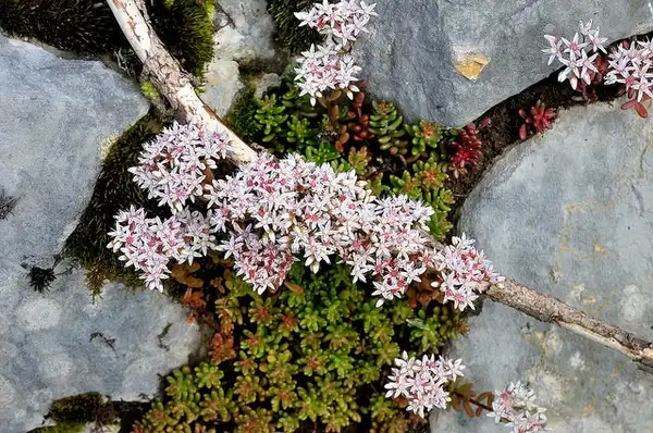 Фото Sedum album (Sedum albums)