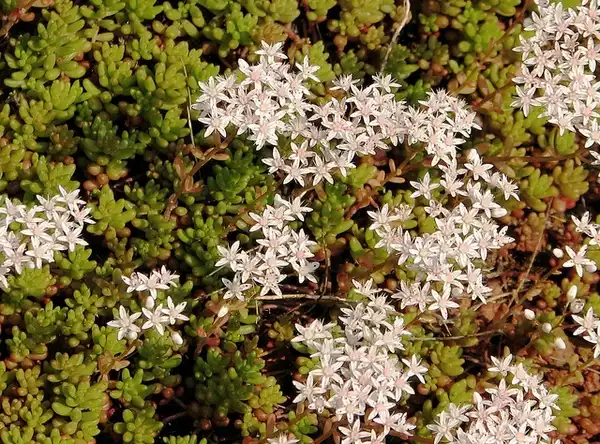 Фото Sedum album - Large clump in bloom:Oona Raisanen