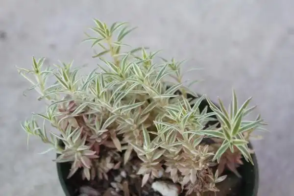 Фото Sedum lineare 'Variegatum' (Sedum lineare 'Variegatum's)