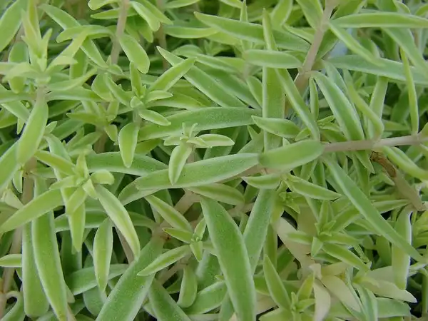 Фото Sedum lineare 'Variegatum' (Sedum lineare 'Variegatum's)