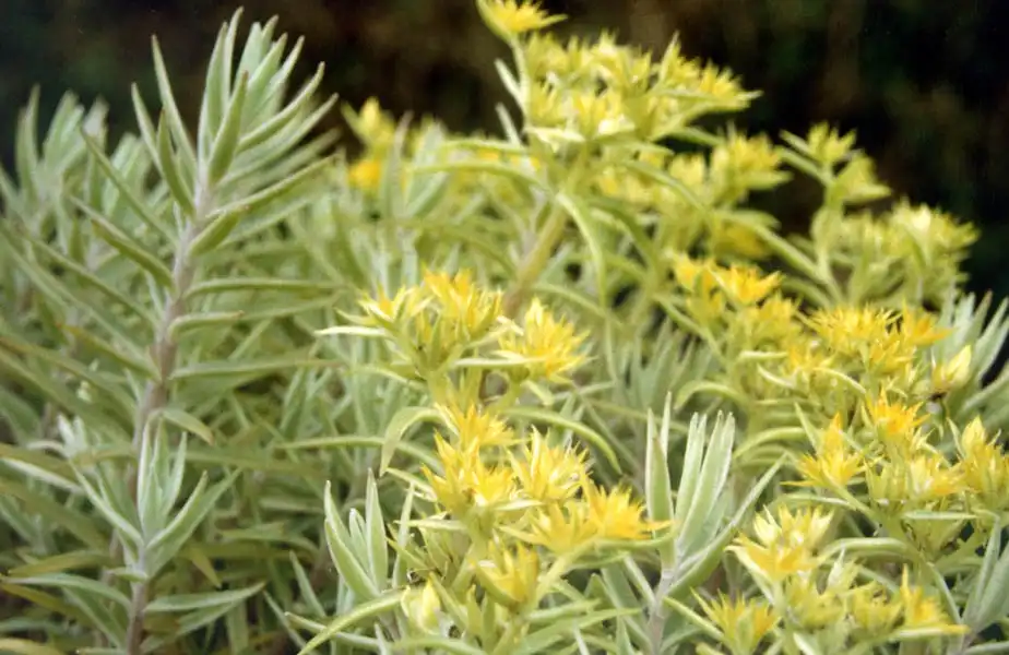 Photo of Sedum lineare (Sedum lineares)