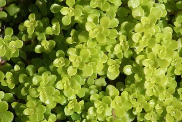 Foto de Sedum makinoi (Sedum makinois)