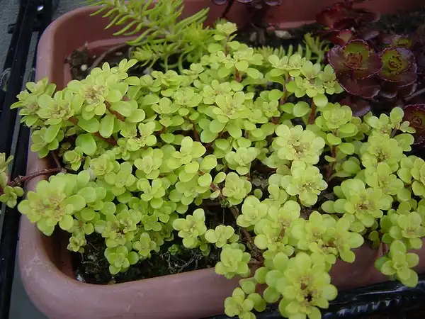 Foto de Sedum makinoi (Sedum makinois)