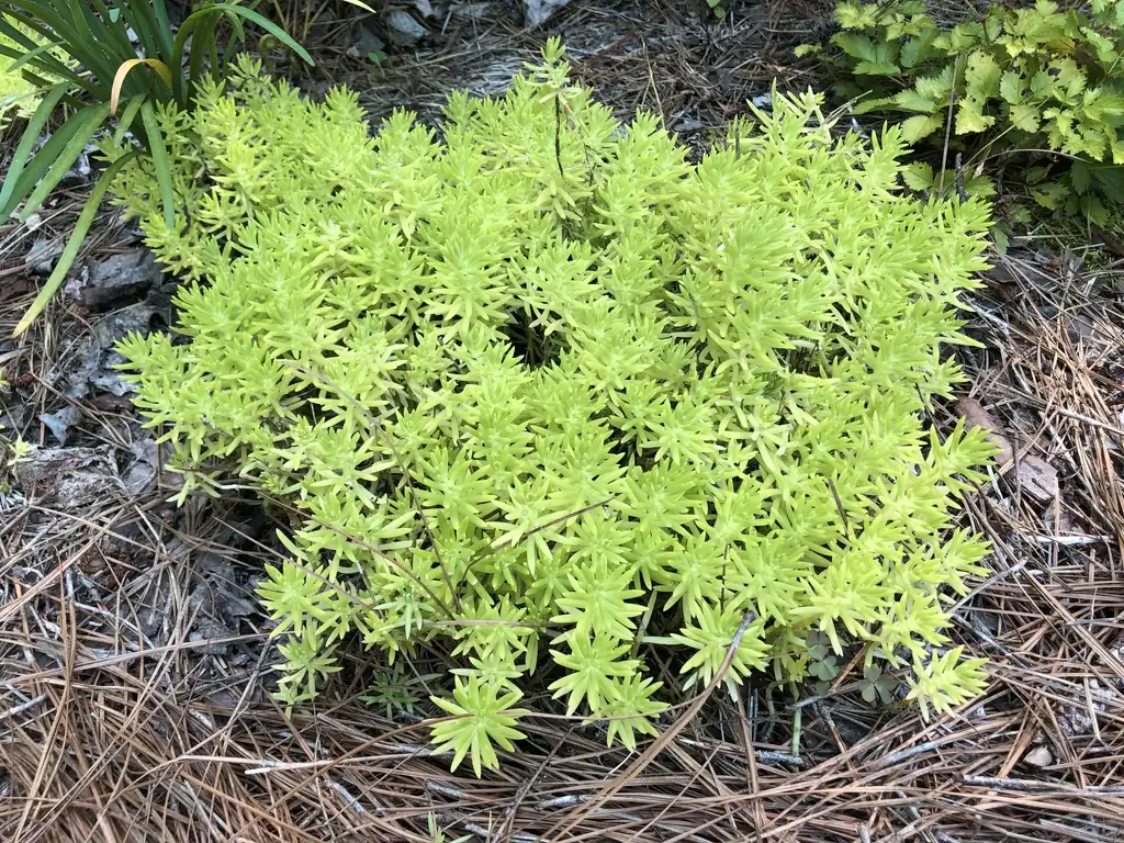 Photo of Sedum mexicanum 'Lemon Coral' (Sedum mexicanum 'Lemon Coral's)