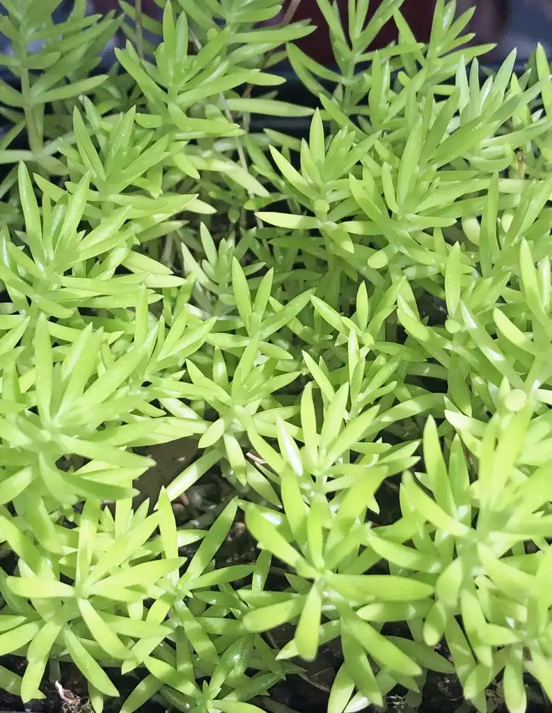 Photo of Sedum mexicanum 'Lemon Coral' (Sedum mexicanum 'Lemon Coral's)