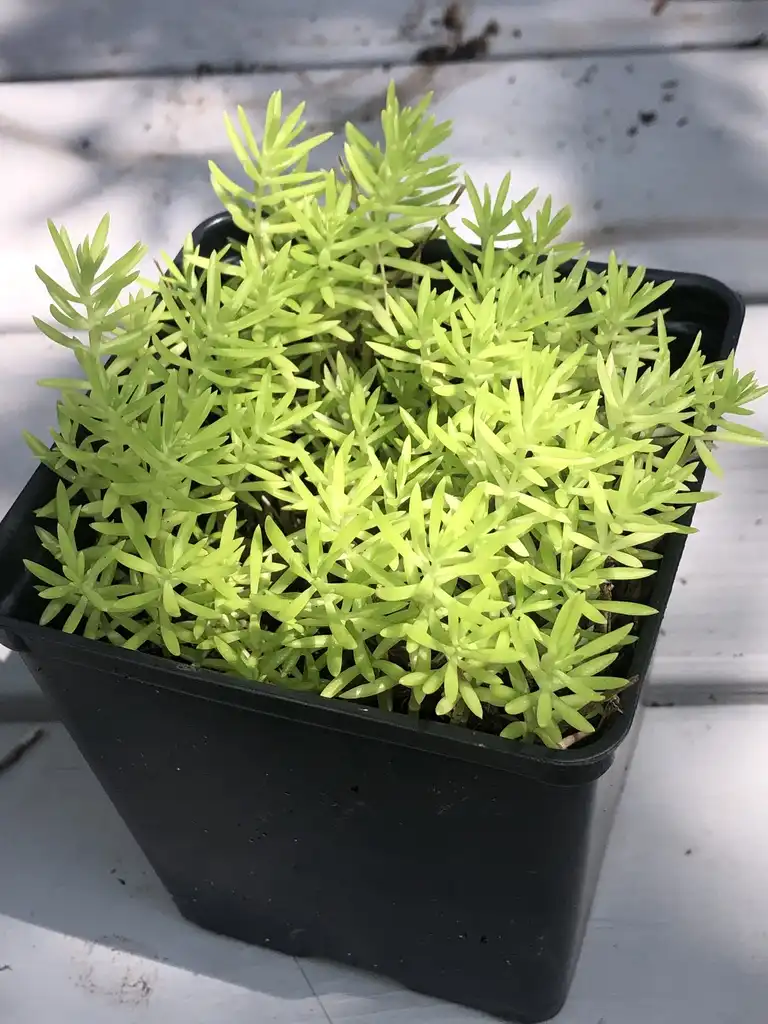 Photo of Sedum mexicanum 'Lemon Coral' - Potted:Susan Broderick