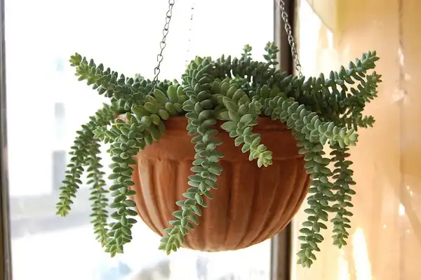 Photo of Sedum morganianum (Sedum morganianums)
