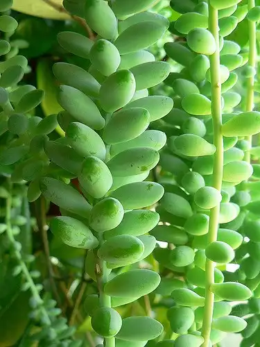Photo of Sedum morganianum (Sedum morganianums)