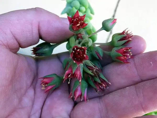 Photo of Sedum morganianum - Sedum morganianum bloom:Ezequiel Coelho