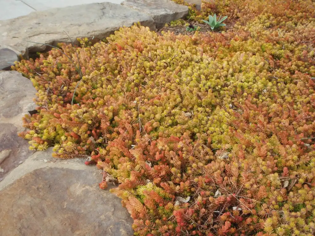 Photo of Sedum rupestre 'Angelina' (Sedum rupestre 'Angelina's)